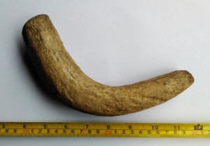 Fossil bison horn