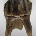 Зуб Мегалоцероса с основанием