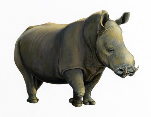 Носорог Хилотерий