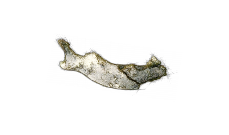 Челюсть Иктитуриума (Ictitherium)