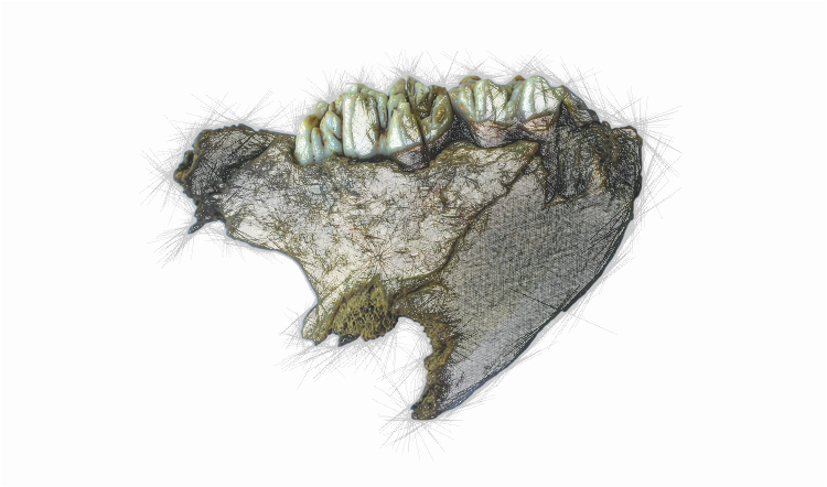 Зубы пещерного медведя в челюсти