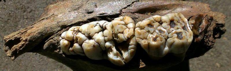 Зубы пещерного медведя в челюсти