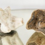 Носорог Хилотерий, зуб molar