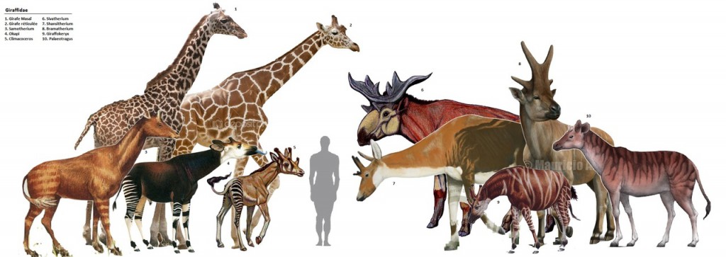 Историческое разнообразие жирафов
