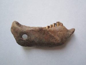Две обработанные челюсти из неолита Оки, М.О.