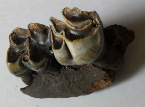 Носорог Мерка, зубы в челюсти