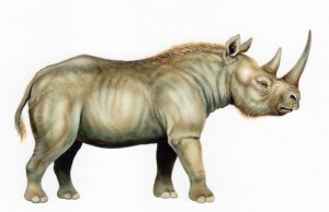 Носорог Мерка. Особенность - длинные ноги