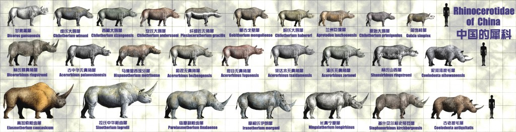 Историческое разнообразие носорогов